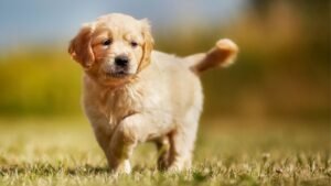 Explore National Golden Retriever Day 2024 in the US with History, FAQs, Activities, and Fun Facts