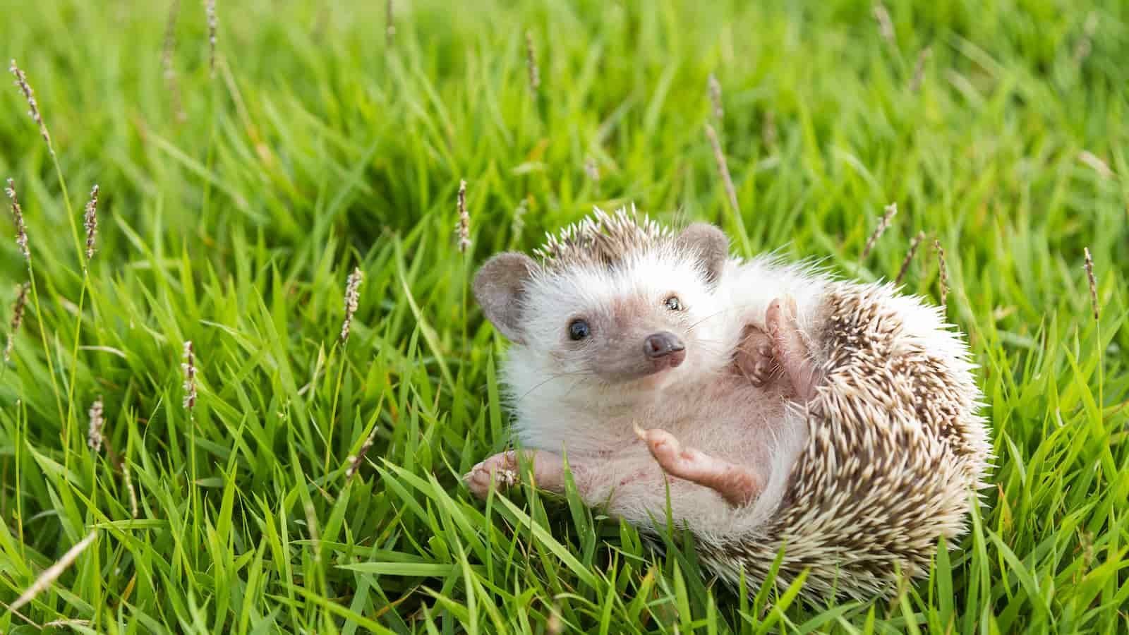 Hedgehog Day 2024 (US) Four Good Reasons to Own a Hedgehog and its Importance