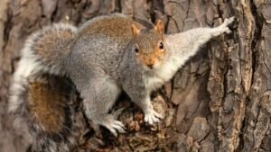 Celebrate Squirrel Appreciation Day 2024 with Fun Activities and Fascinating Facts