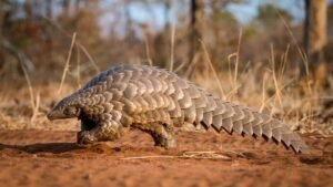 World Pangolin Day 2024: Every year on the third Saturday in February, World Pangolin Day is observed; this year it falls on February 17. The