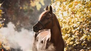 National Arabian Horse Day 2024 (US) Learn about its History and Facts