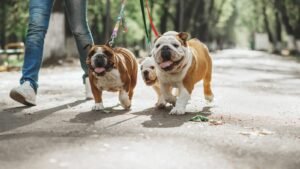 National Walk Your Dog Day 2024 (US) Unleashing Fun and Fitness for Furry Friends!