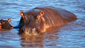 World Hippo Day 2024: Fun Activities and Five Amazing Facts