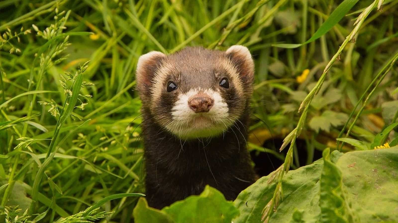 National Ferret Day 2024 (US) Discover its Intriguing Facts and History