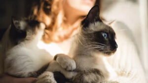 National Siamese Cat Day 2024 (US): Activities, Fun Facts, and Dates