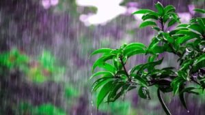 April Showers Day 2024 (US) History, Unknown Facts and FAQs
