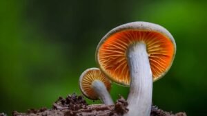 Day of the Mushroom 2024 (U.S.) Learn About its History and Fascinating Facts