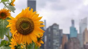 International Sunflower Guerilla Gardening Day 2024 History, Activities and Importance