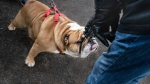 National Bulldogs Are Beautiful Day 2024 (US): 5 Facts about Bulldogs
