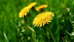 National Dandelion Day 2024 Discover its Interesting Facts and History.