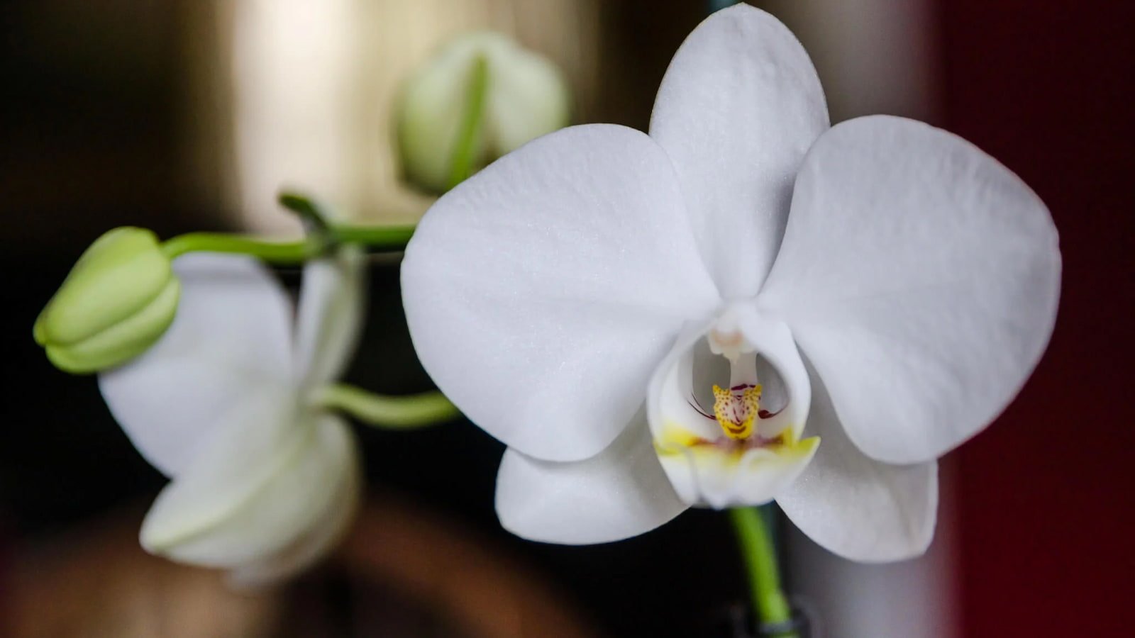 National Orchid Day 2024 (US) Know about its History and FAQs