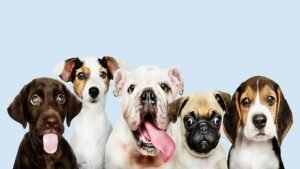National Purebred Dog Day 2024 (US): History, Activities, Dates and Facts