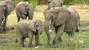 Save the Elephant Day 2024: Five Important Facts about Elephants