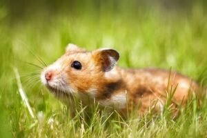 Hamster Day 2024: History, Activities and Facts