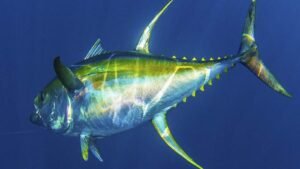 Tuna Rights Day 2024 (US): Explore its Unique Facts and History