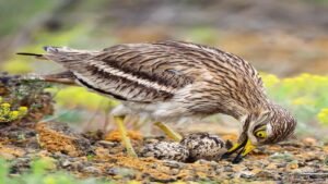 World Curlew Day 2024 (US): Discover its Intriguing History and Facts
