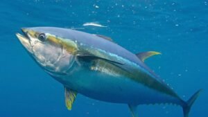 World Tuna Day 2024: Surprising Facts, FAQs and History