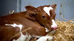 National Veal Ban Action Day 2024 (US): Explore its Unique History and Facts