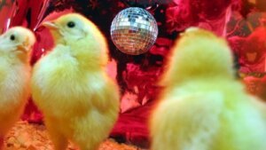 Dance Like a Chicken Day 2024 (US): Learn about its History, Dates, and Fun Activities