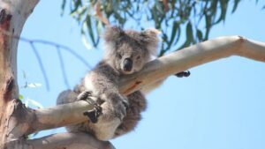 International Wild Koala Day 2024: Five Shocking Facts about Koalas