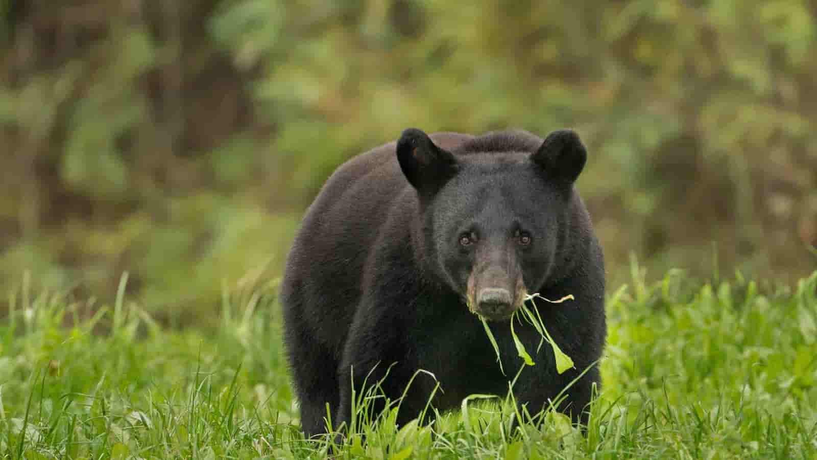 National Black Bear Day 2024 (US) Activities, FAQs, Dates, History, and Facts About National Black Bear Day