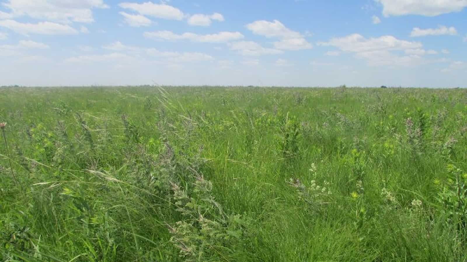 National Prairie Day 2024 (US) History, FAQs, Dates, Activities, and Facts about Prairies