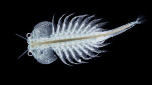 National Sea Monkey Day 2024 (US): History, Activities, and Facts about Sea Monkey