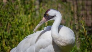 Whooping Crane Day 2024 FAQs, Dates, History, and Activities