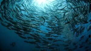 World Fish Migration Day 2024: Discover its Interesting History and Facts