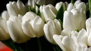 Tulip Day 2024 (US): Explore its Unique History and Facts