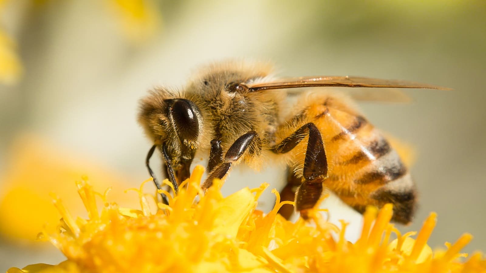 World Bee Day 2024: Explore its Mind-Blowing Facts and History