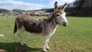World Donkey Day 2024: Explore its Exciting History and Facts